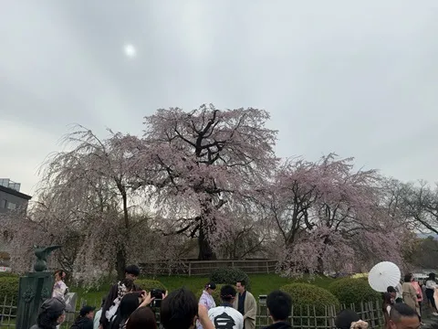 円山公園／探偵さんドットコム京都